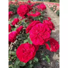 Rosier Mona Lisa® Meilyxir - Rosiers à massifs