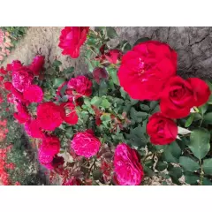 Rosier Mona Lisa® Meilyxir - Rosiers à massifs