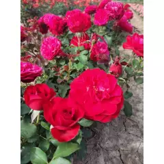 Rosier Mona Lisa® Meilyxir - Rosiers à massifs