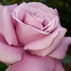 Rosier Charles De Gaulle® Meilanein - Rosiers à grandes fleurs