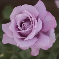 Rosier Charles De Gaulle® Meilanein - Rosiers à grandes fleurs