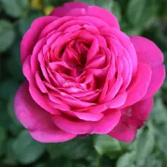 Rosier Parfum De Honfleur® Tan04179 - Rosiers à grandes fleurs
