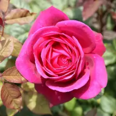 Rosier Parfum De Honfleur® Tan04179 - Rosiers à grandes fleurs