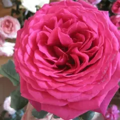 Rosier Parfum De Honfleur® Tan04179 - Rosiers à grandes fleurs