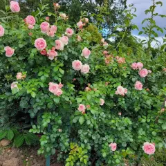 Rosier l'Alhambra® Tan97289 - Rosiers grimpants