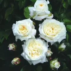 Rosier Champollion® Tan02226 - Rosiers à massifs