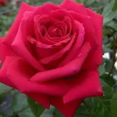 Rosier Mister Lincoln - Rosiers à grandes fleurs