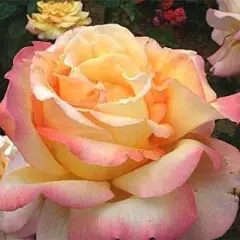 Rosier Mme A. Meilland - Rosiers à grandes fleurs