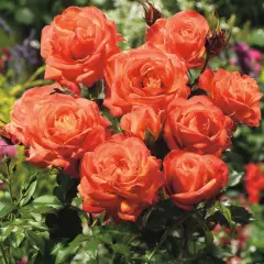 Rosier Orange Sensation - Rosiers à massifs