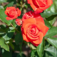 Rosier Orange Sensation - Rosiers à massifs