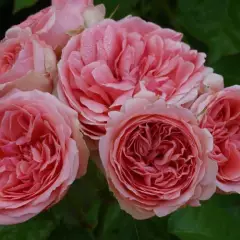 Rosier Kimono - Rosiers à massifs