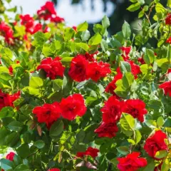Rosier Europeana - Rosiers à massifs