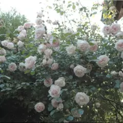 Rosier New Dawn - Rosiers lianes (grimpants)
