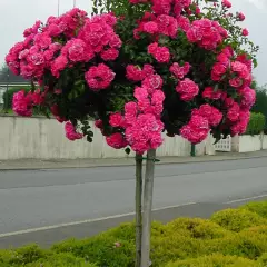 Rosier Petite TIGE 70-80 cm  EMERA ® Noatraum - Rosiers tiges et pleureurs