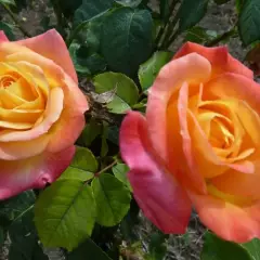 Rosier TIGE 100 cm ORIENTAL PEACE® Baipeace - Rosiers tiges et pleureurs