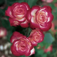 Rosier TIGE 100- JUBILE DU PRINCE DE MONACO®Meisponge - Rosiers tiges et pleureurs