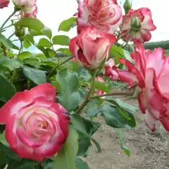 Rosier TIGE 100- JUBILE DU PRINCE DE MONACO®Meisponge - Rosiers tiges et pleureurs