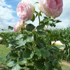 Pleureur 140 cm PIERRE DE RONSARD ® Meiviolin - Rosiers tiges et pleureurs