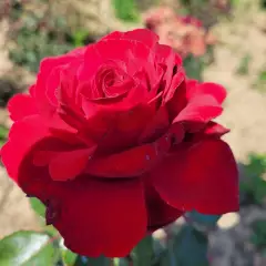 Rosier Poulman synonyme Ingrid Bergman - Rosiers à grandes fleurs