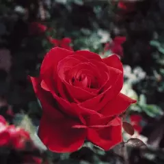 Rosier Poulman synonyme Ingrid Bergman - Rosiers à grandes fleurs