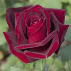 Rosier Papa Meilland® Meicesar - Rosiers à grandes fleurs