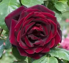 Rosier Papa Meilland® Meicesar - Rosiers à grandes fleurs