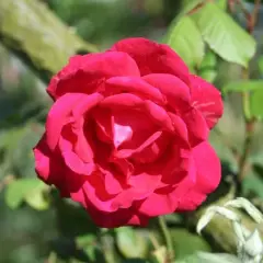 Rosier Paul's Scarlet Climber - Rosiers lianes (grimpants)