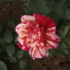 Rosier TIGE 100 cm BROCELIANDE ® Adaterhuit - Rosiers tiges et pleureurs