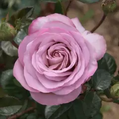 Rosier TIGE 100 cm BLUE GIRL ® Sautari - Rosiers tiges et pleureurs
