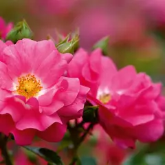 Rosier TIGE 100 cm EMERA ® Noatraum - Rosiers tiges et pleureurs