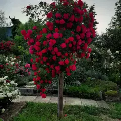 Rosier TIGE 100 cm EMERA ® Noatraum - Rosiers tiges et pleureurs