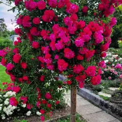Rosier TIGE 100 cm EMERA ® Noatraum - Rosiers tiges et pleureurs
