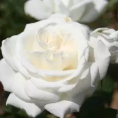 Rosier Annapurna® Dorblan - Rosiers à grandes fleurs