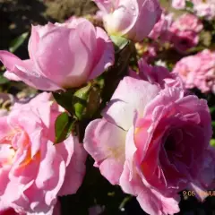 Rosier Belle Symphonie® Meirivoui - Rosiers nains