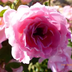 Rosier Belle Symphonie® Meirivoui - Rosiers nains