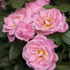 Rosier Belle Symphonie® Meirivoui - Rosiers nains