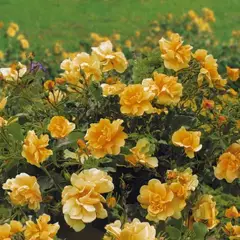 Rosier Calizia ® Noa97400A - Décorosiers