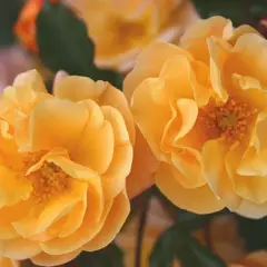 Rosier Calizia ® Noa97400A - Décorosiers