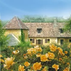 Rosier Calizia ® Noa97400A - Décorosiers