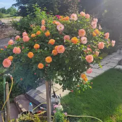 Rosier Calizia ® Noa97400A - Décorosiers