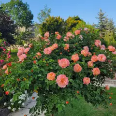 Rosier Calizia ® Noa97400A - Décorosiers