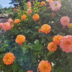 Rosier Calizia ® Noa97400A - Décorosiers