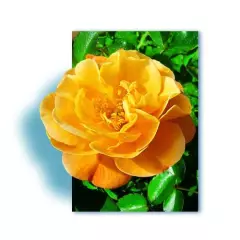 Rosier Calizia ® Noa97400A - Décorosiers