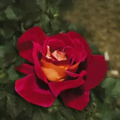 Rosier Macbo synonyme Kronenbourg - Rosiers à grandes fleurs