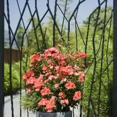 Rosier Isalia ® Noat1804 - Décorosiers