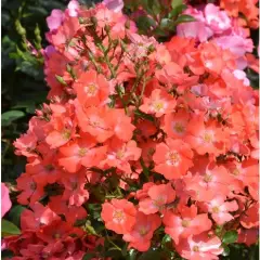 Rosier Isalia ® Noat1804 - Décorosiers