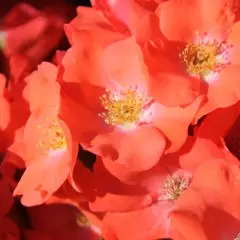 Rosier Isalia ® Noat1804 - Décorosiers