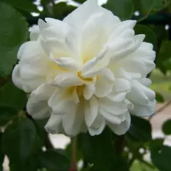 Rosier Alberic Barbier - Rosiers lianes (grimpants)
