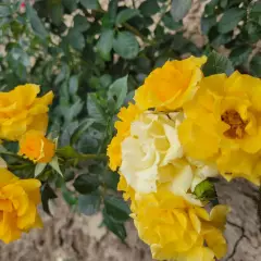 Rosier Gold Cottage® Dicentice - Rosiers arbustifs