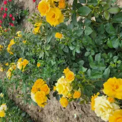 Rosier Gold Cottage® Dicentice - Rosiers arbustifs